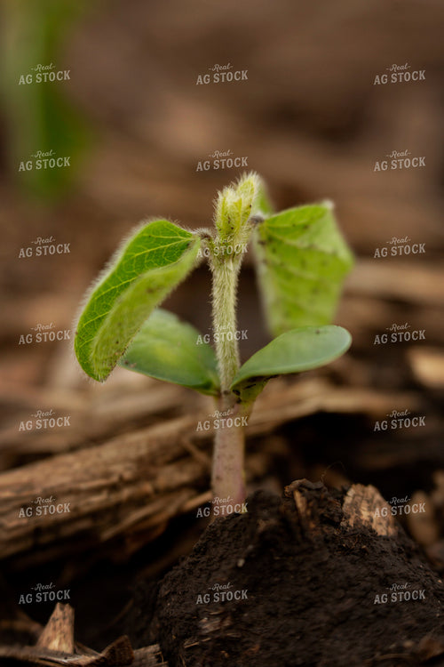 Early Season Soybeans 9682