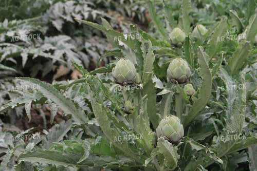 Artichokes 105082