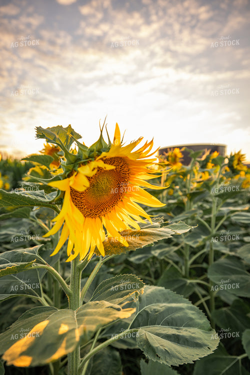 Sunflower 270305