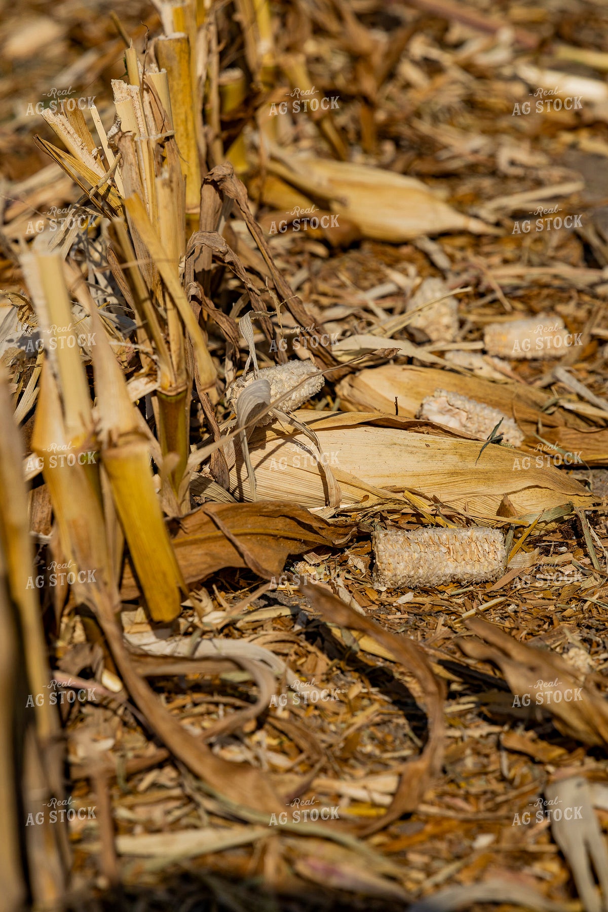 Corn Stalks 291094