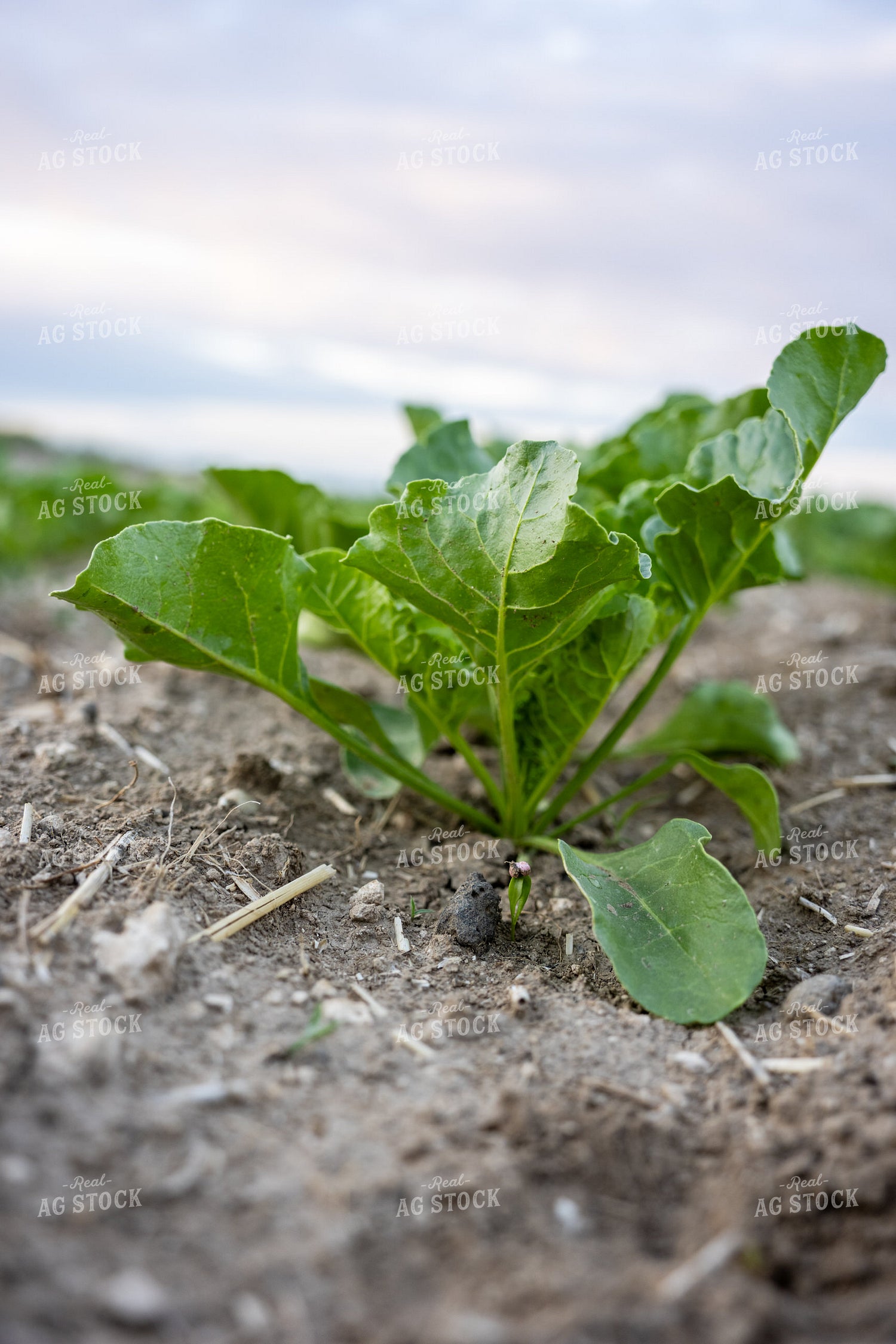 Sugar Beet Field 65760