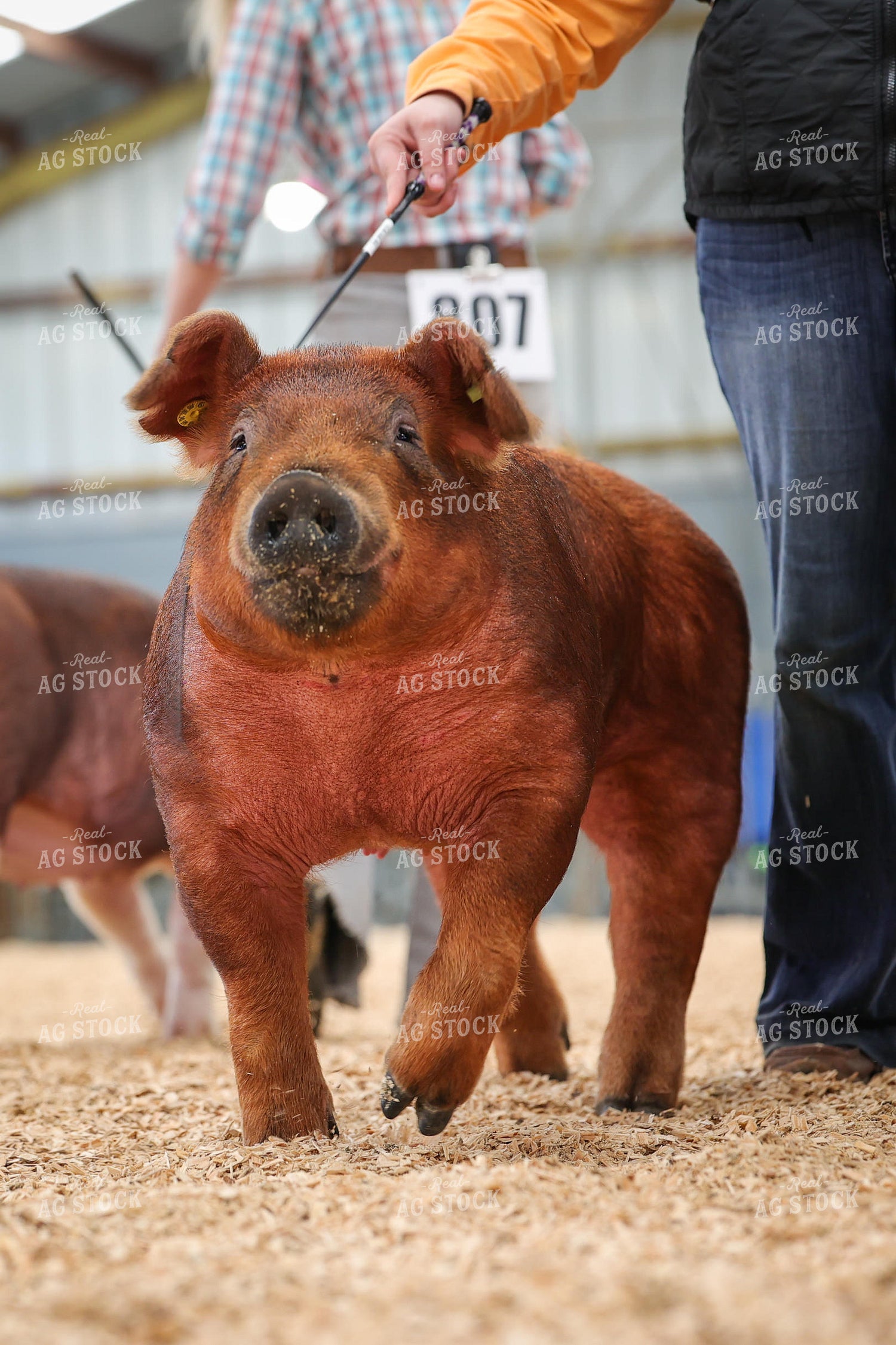 Showing Pigs 52320
