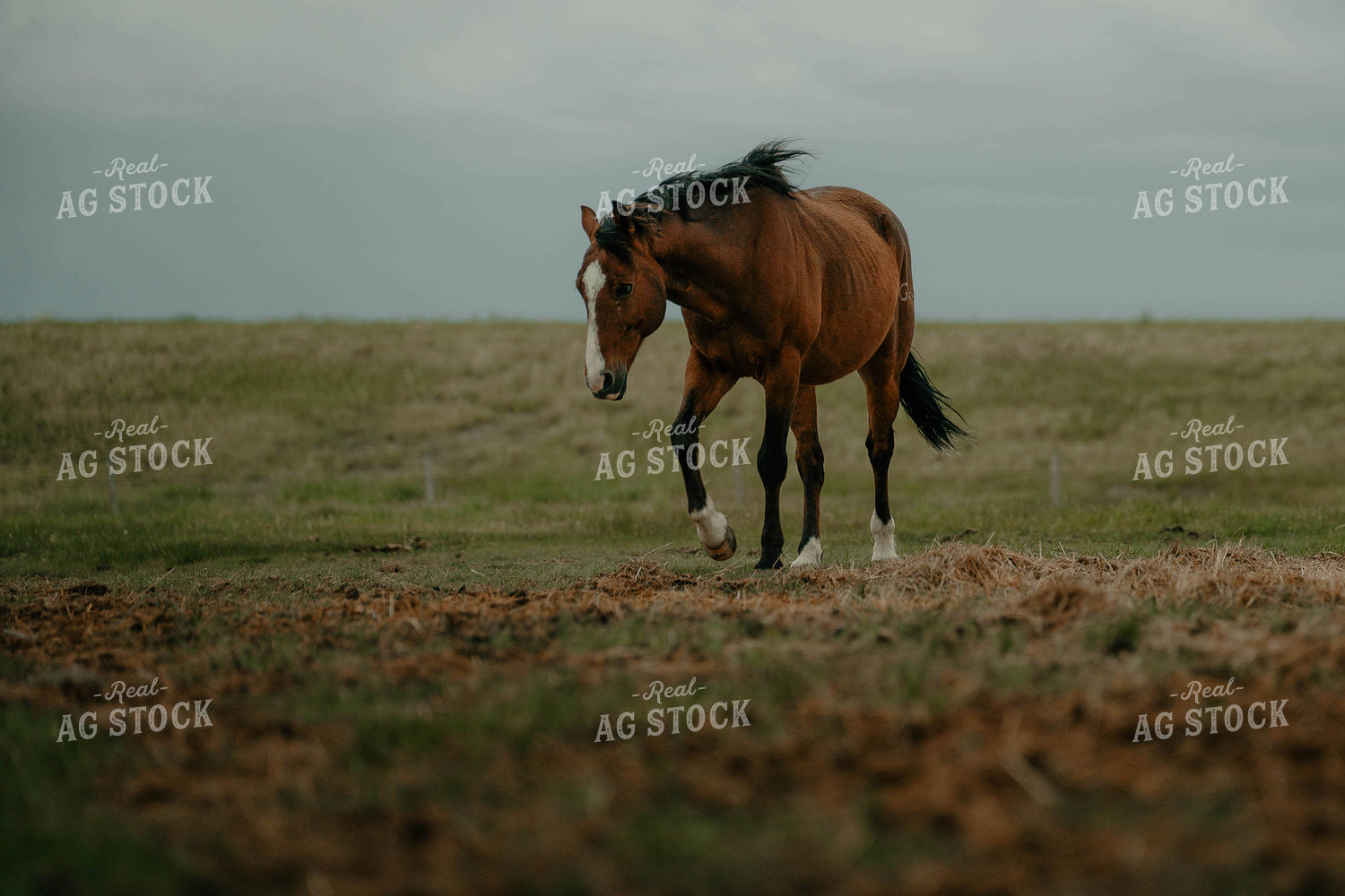 Horse on Pasture 58329