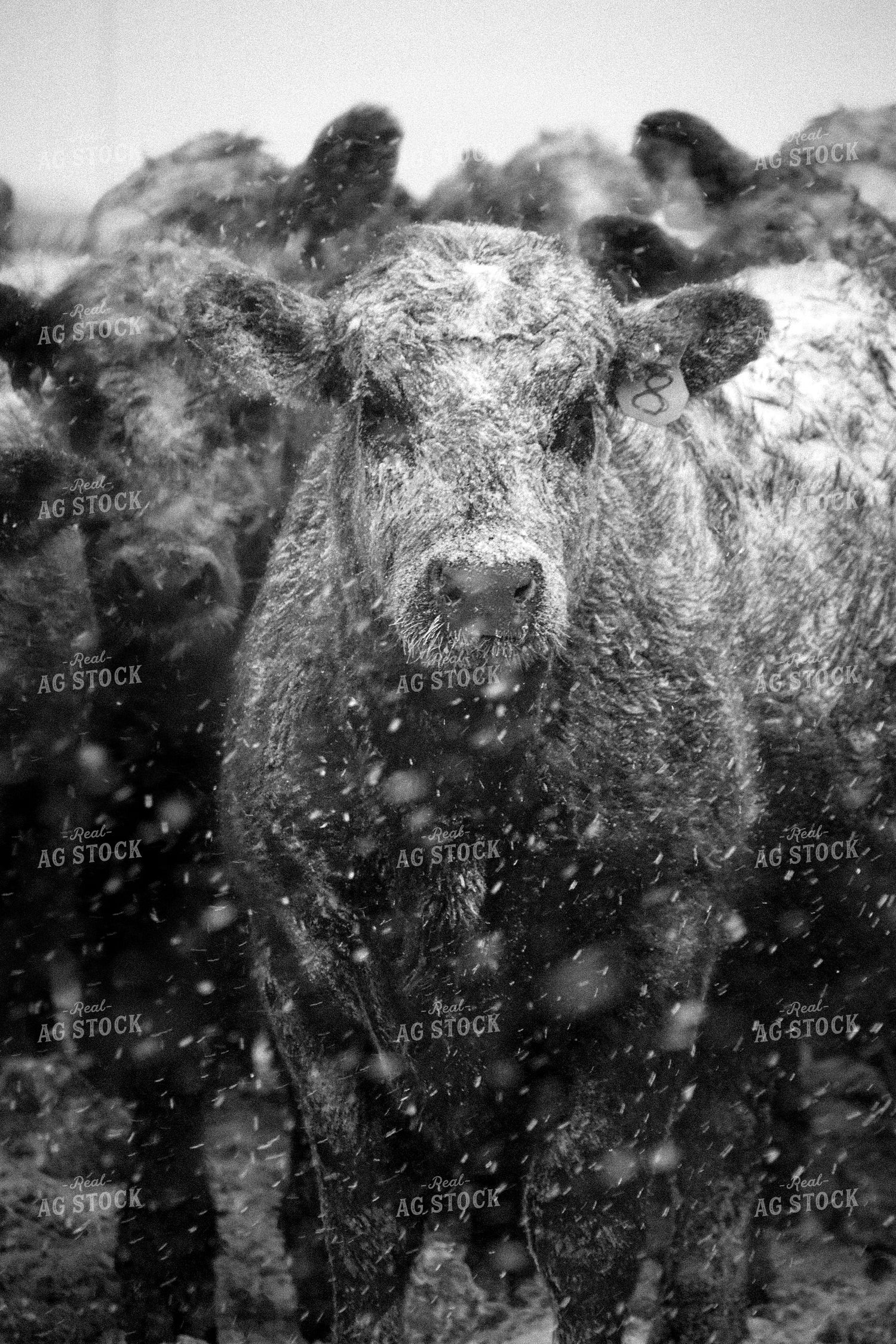 Angus Cattle in Snow 56254