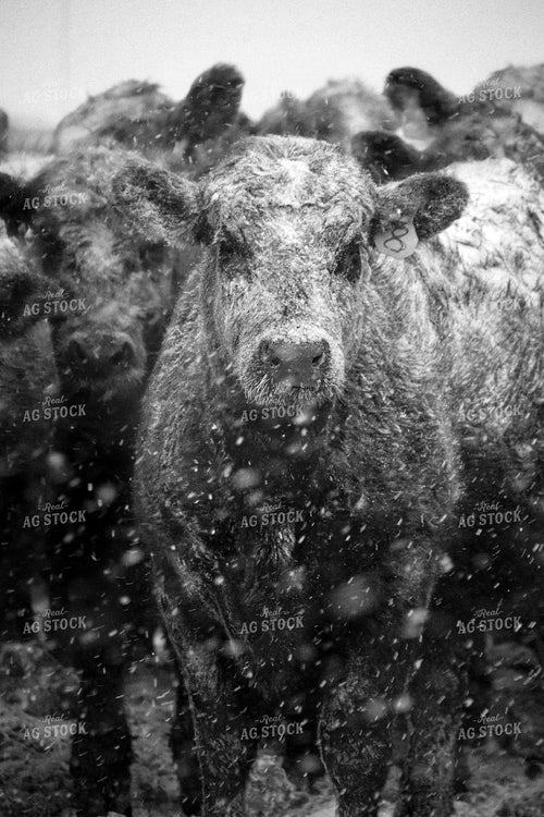 Angus Cattle in Snow 56254