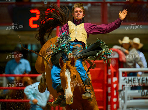Saddle Bronc Riding 177004