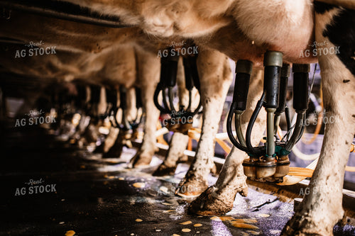 Holstein Cows Being Milked 152099