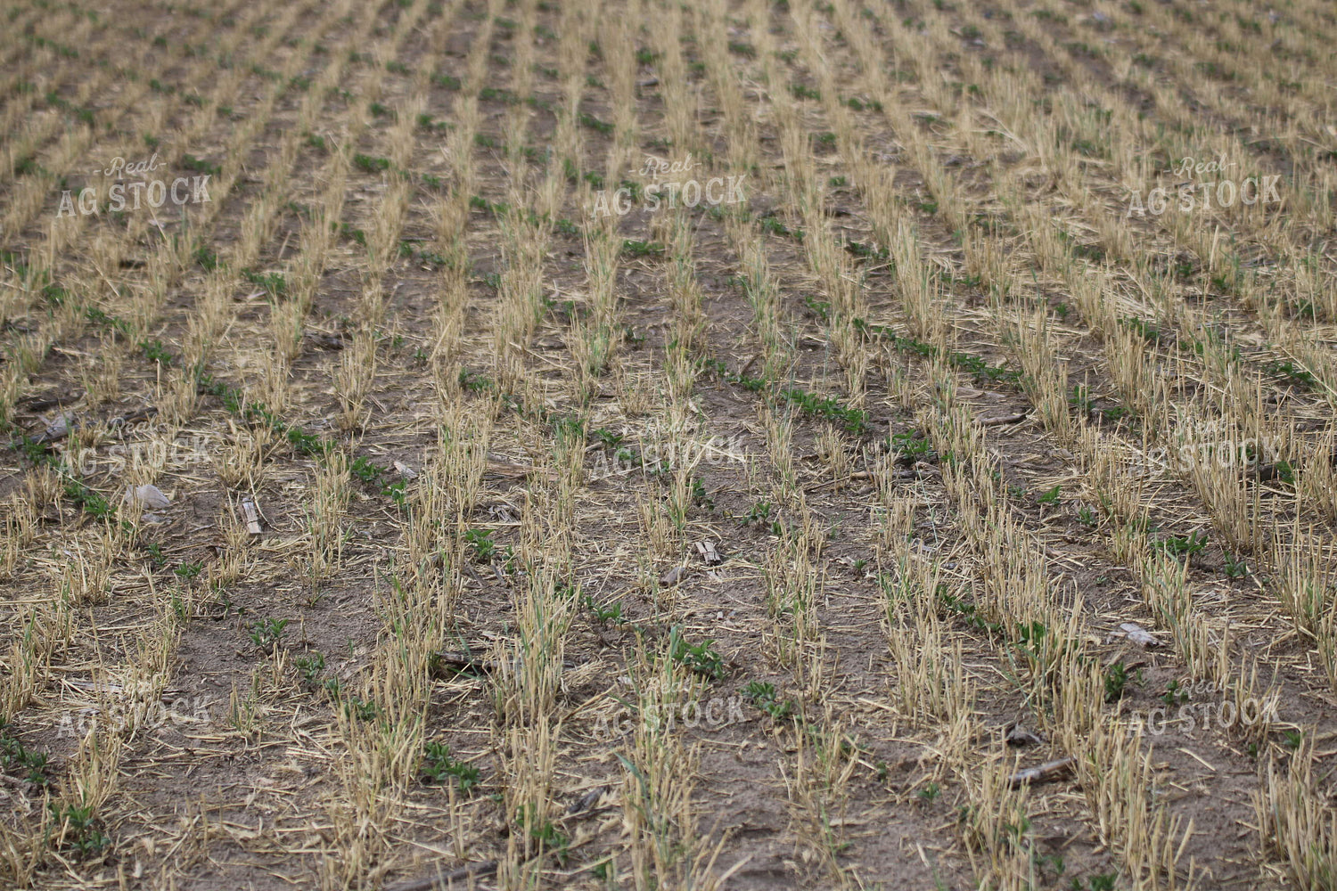 Soybeans Planted into Cover Crop 82008