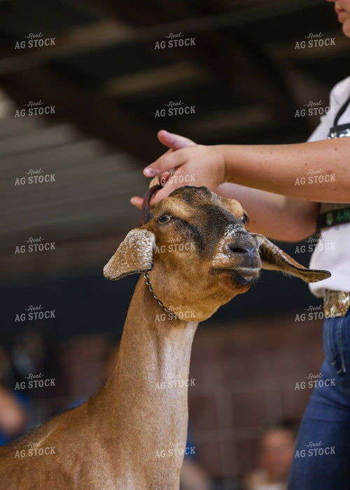 Showing Goats 160089