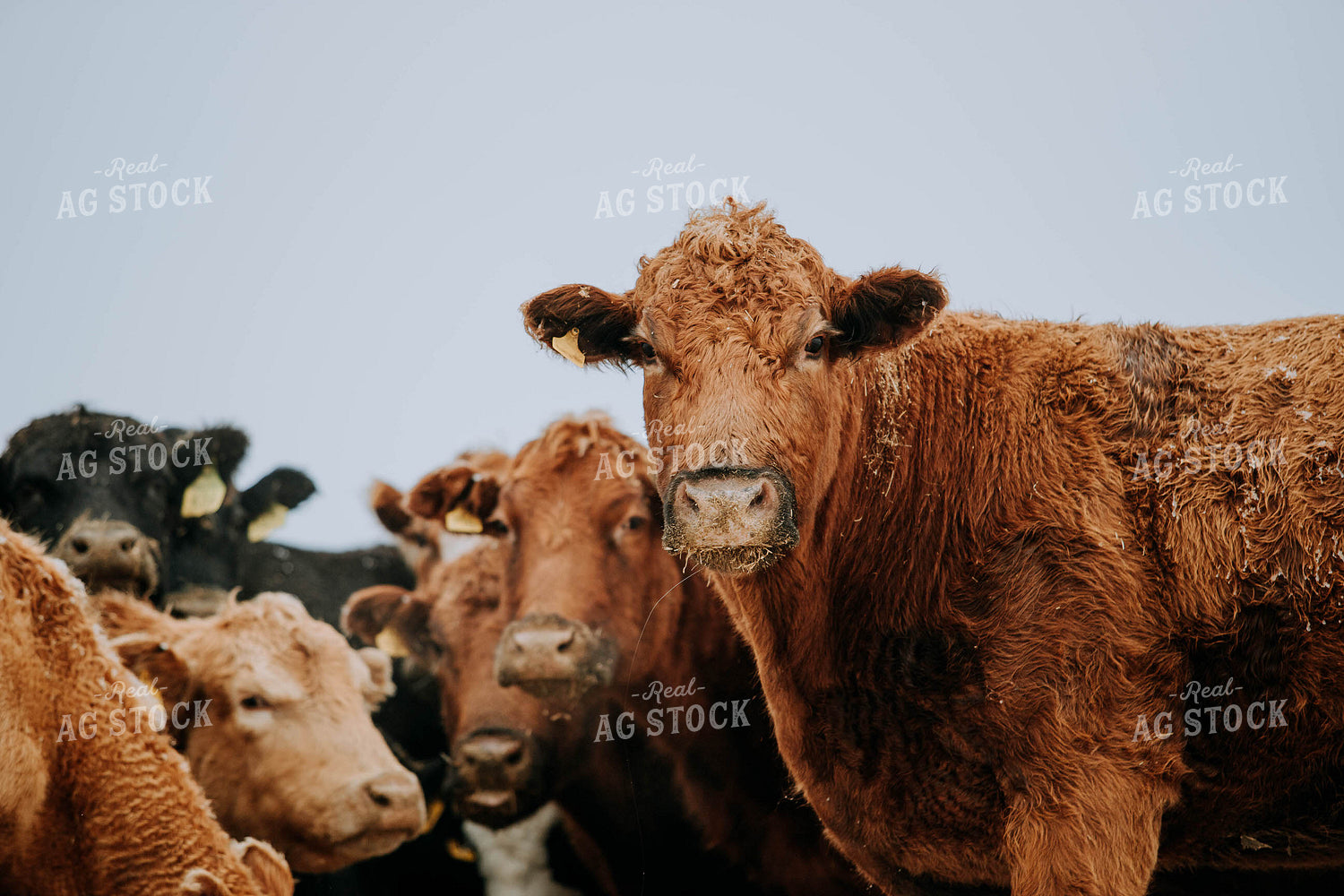 Cattle in Pasture 77184