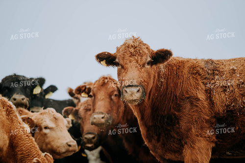 Cattle in Pasture 77184