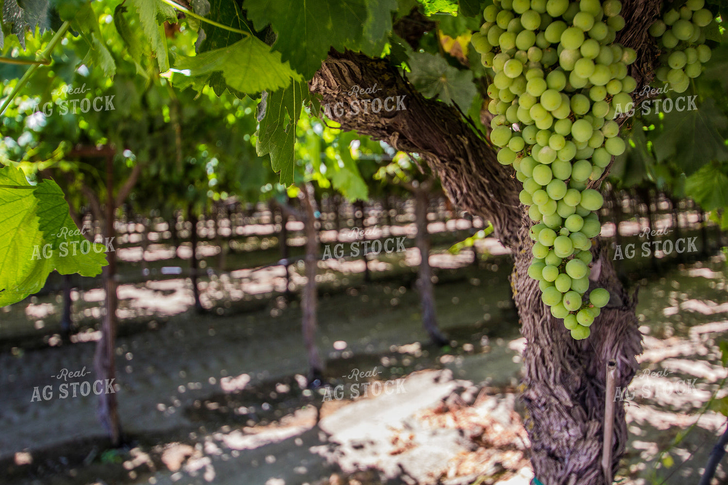 Grape Vine 105050