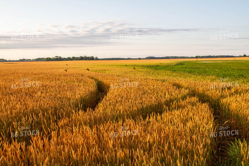 Field of Wheat 79044