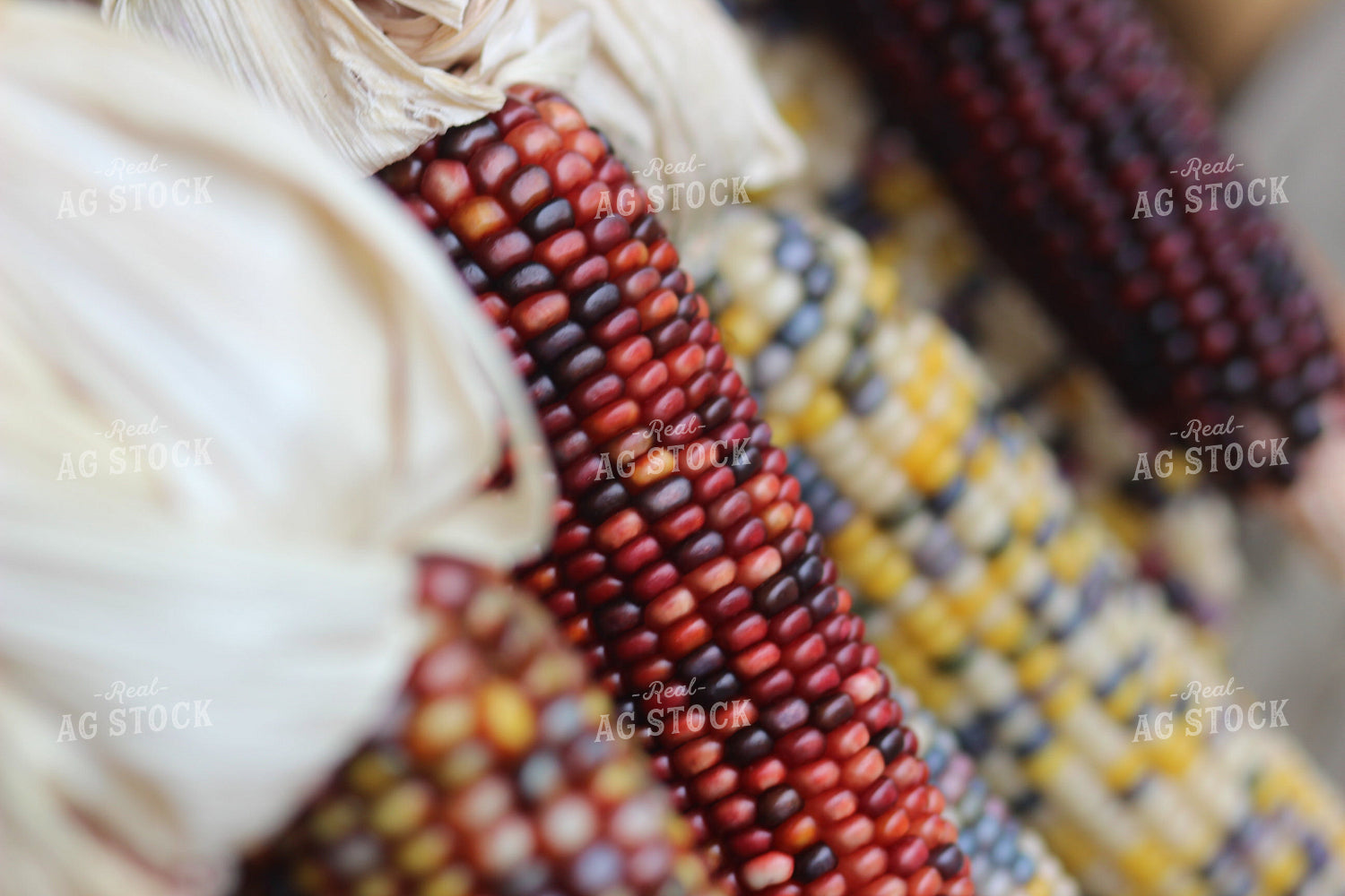 Up Close Maize 73019