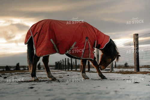 Horse Wearing Blanket 58380