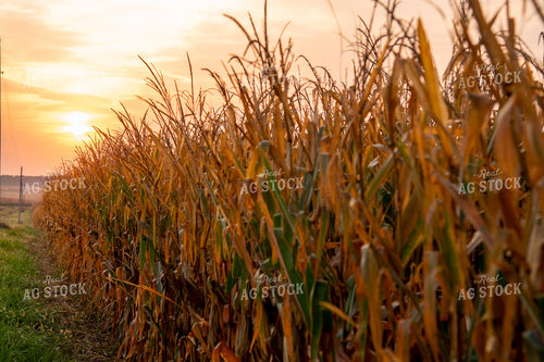 Semi-dried Corn Field at Sunrise 25583