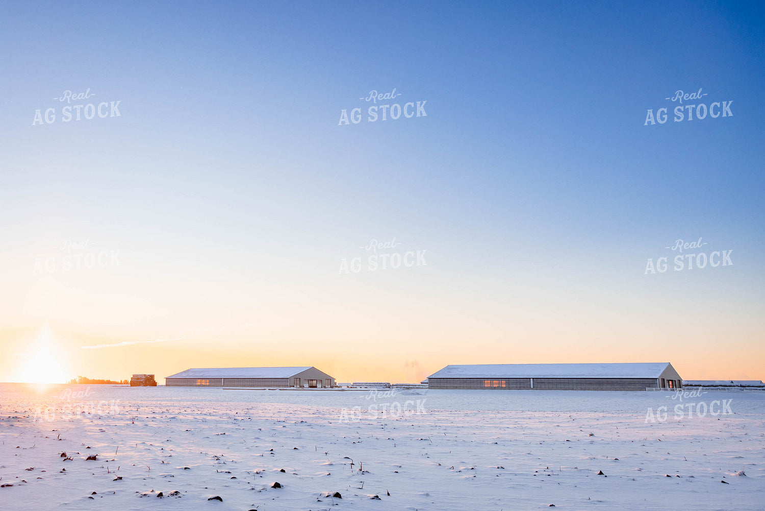 Cattle Barns in Winter 152420