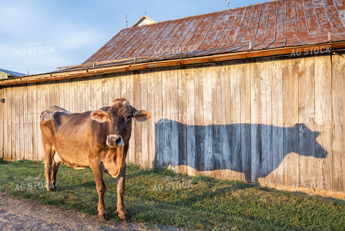 Brown Swiss Cow 270329