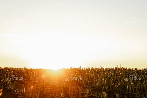 Corn Stalks 152383