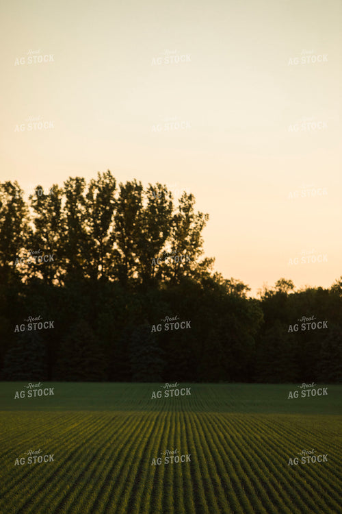 Green Wheat Field 5446