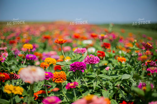 Field of Flowers 93086