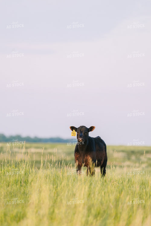 Black Angus Cattle on Pasture 68257