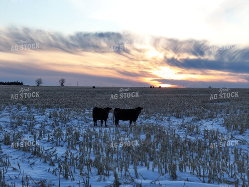 Cattle Grazing on Snow Covered Corn Field 239096