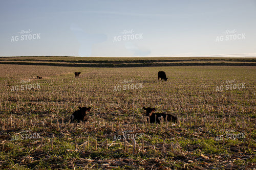 Angus Cattle Grazing on Cover Crops 67058