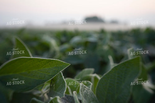 Soybeans - Mid-Season 1501