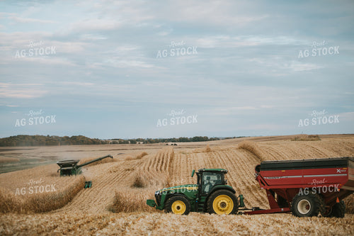 Corn Harvest 6934