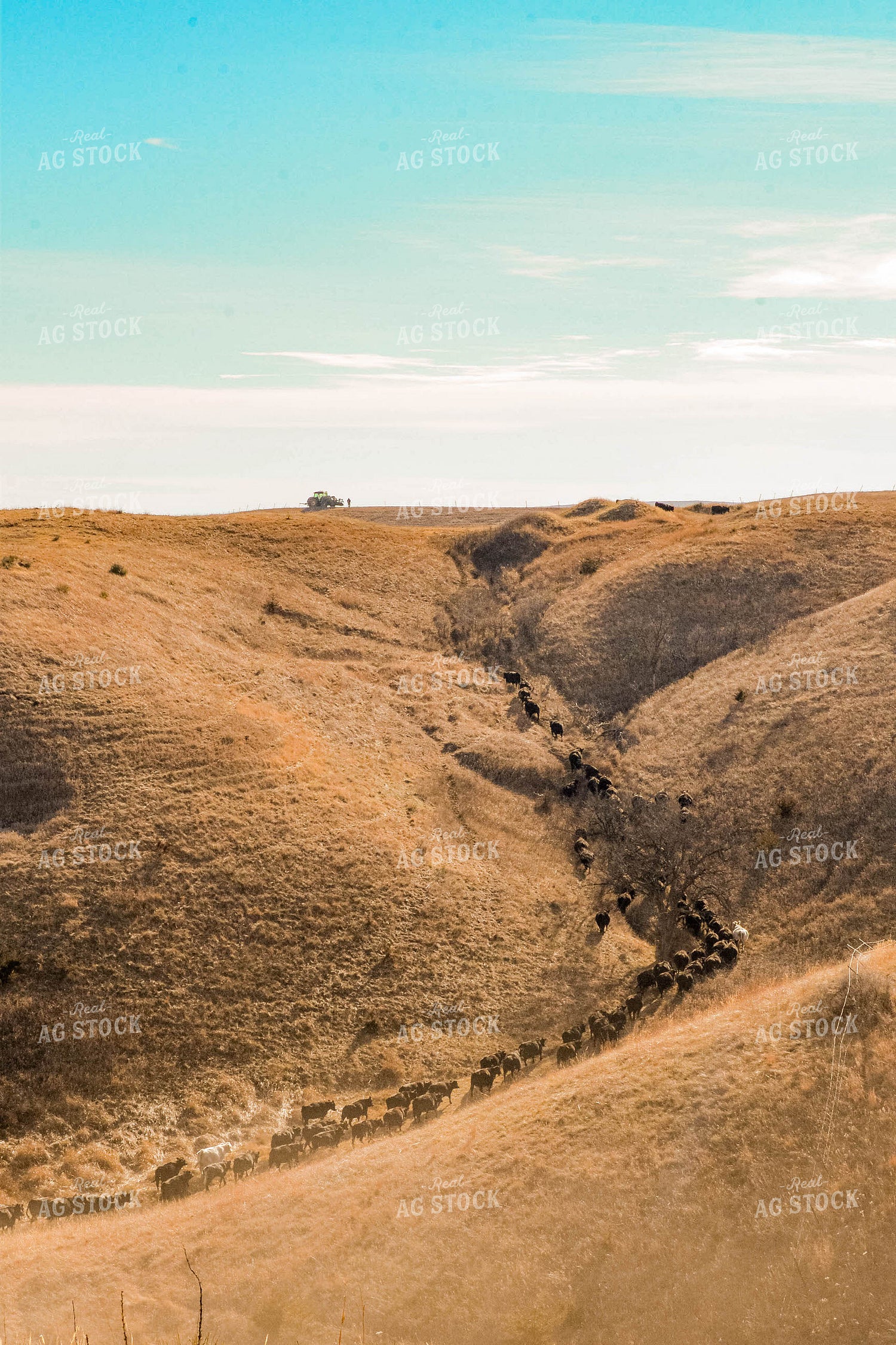 Moving Cattle Herd 299115