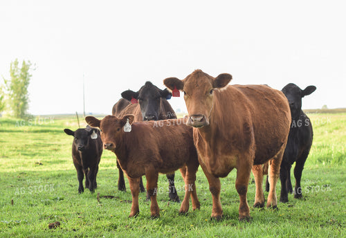 Angus Cattle in Pasture 120007