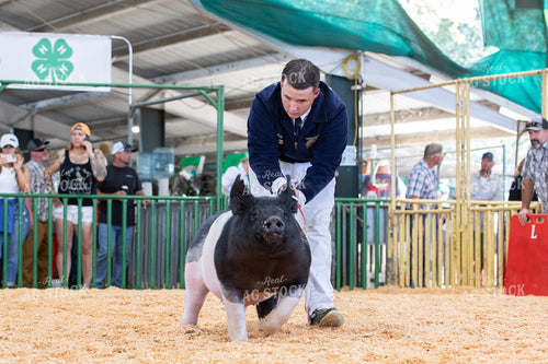 Farmer Showing Pig 107077