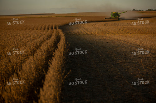 Corn Harvest 7269