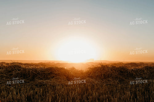 Cut Wheat Straw 152185