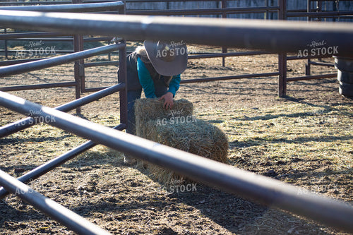 Female Rancher Feeding Cattle 117088