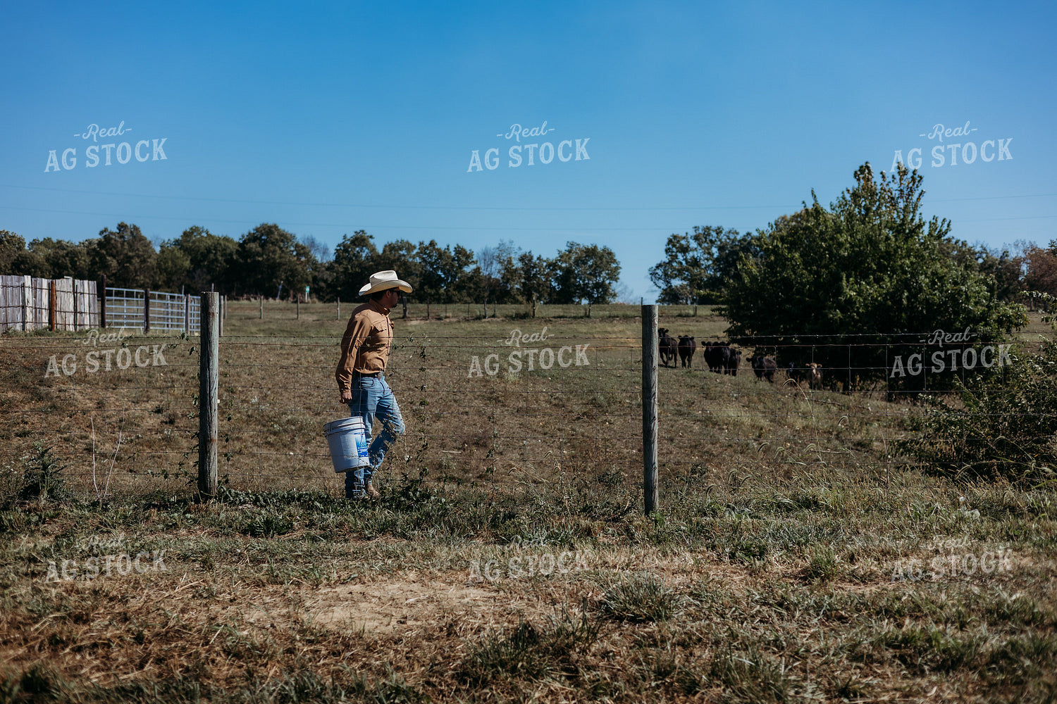 Cattle Producer Moving Cattle 281050