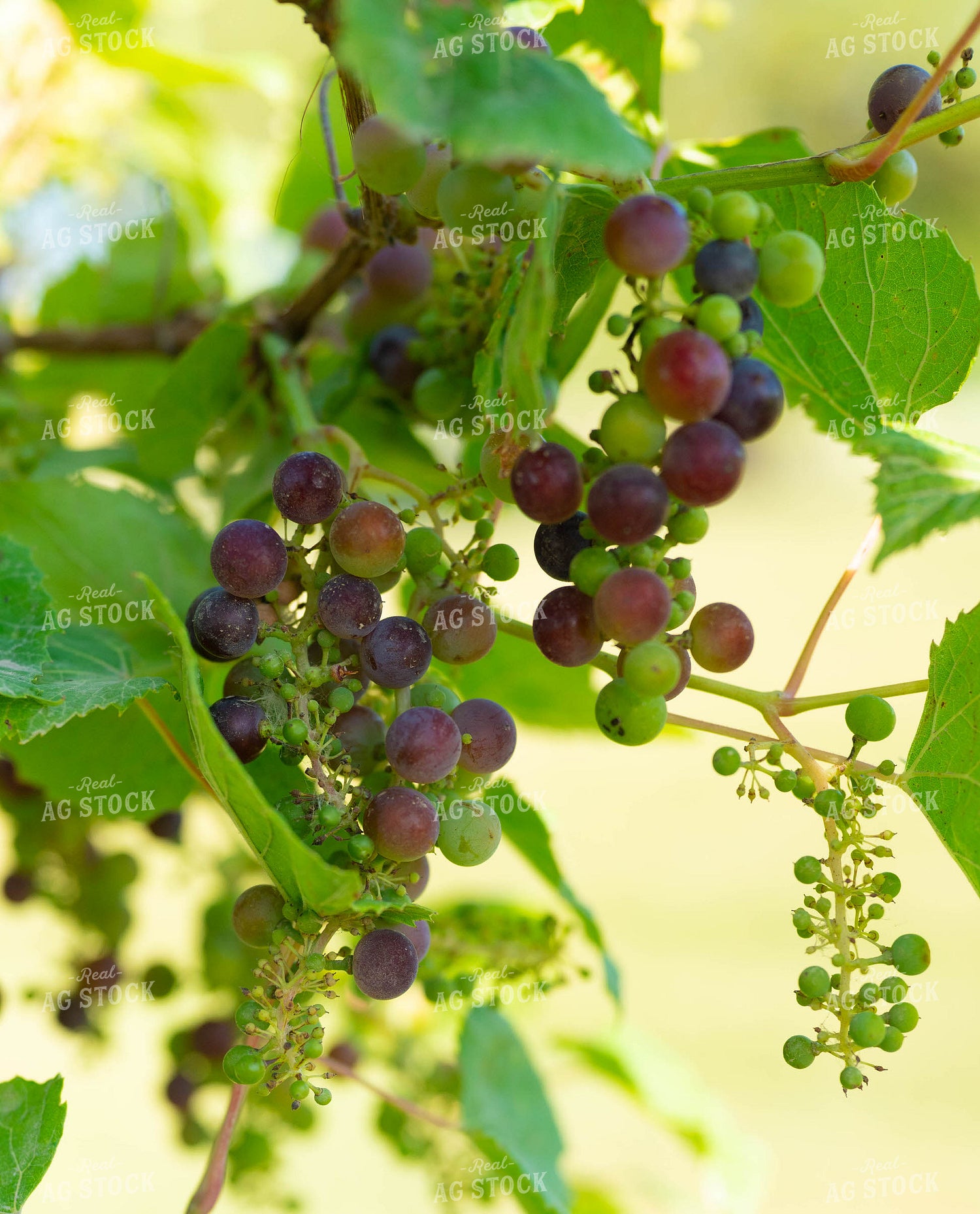 Grapes 185097