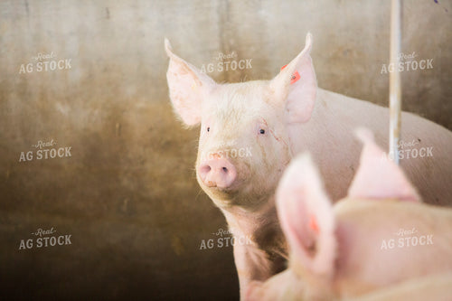 Pigs in Barn 3867