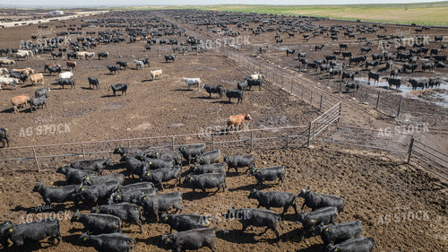 Cattle Feedlot Drone 56448
