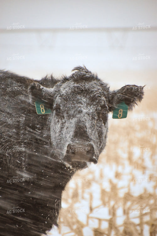 Angus Cattle on Cornstalks in Snow 56258