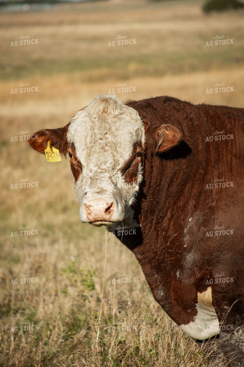 Hereford Bull 155328
