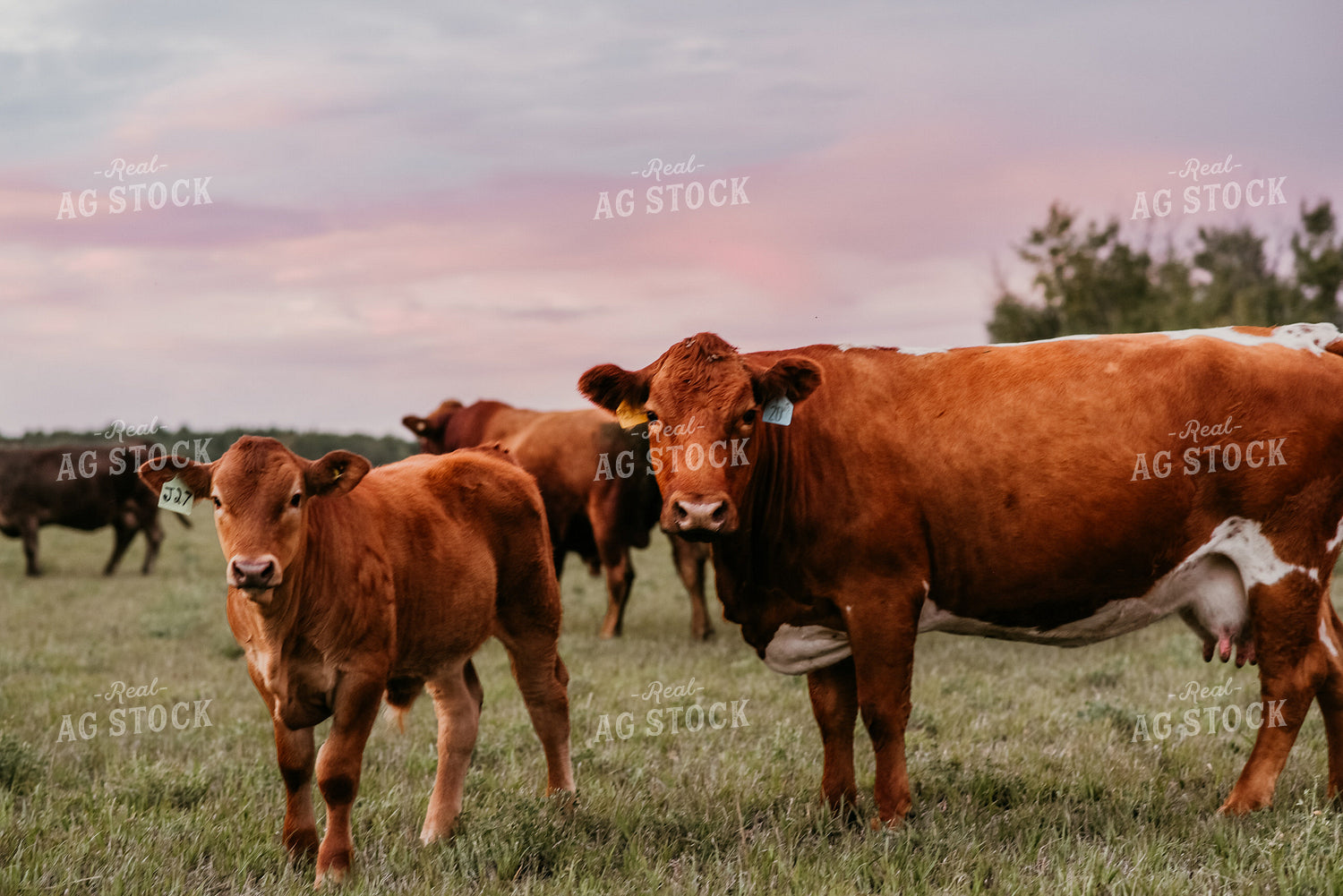 Cattle in Pasture 64241