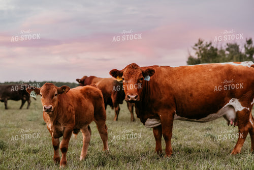 Cattle in Pasture 64241