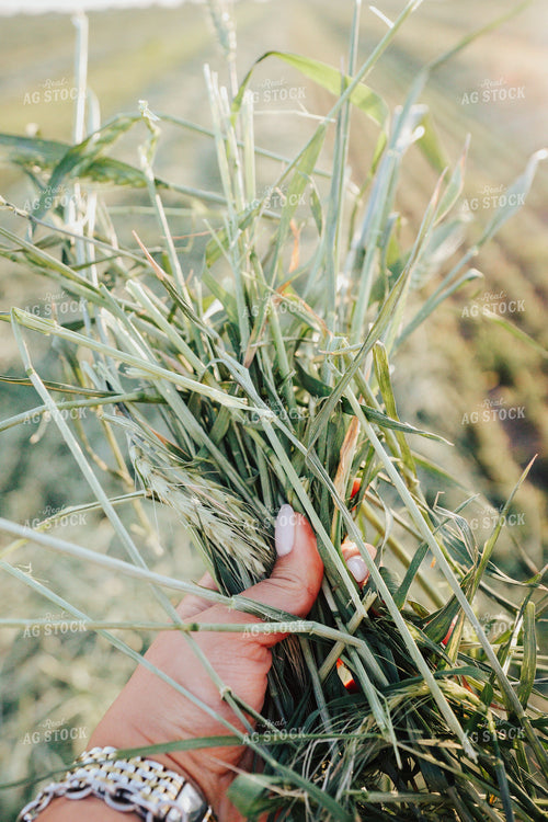 Wheat Green Chopped for Forage 83171