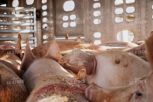 Pigs in Livestock Trailer 289033