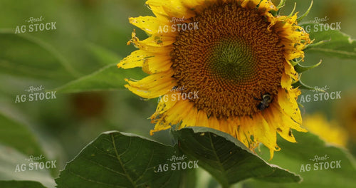 Bee Pollinating Sunflower 3305