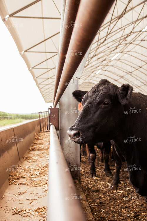 Cattle 67434