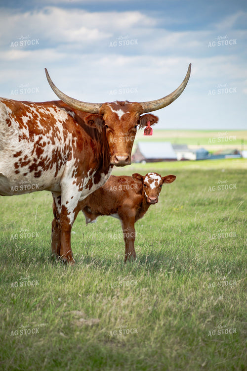 Texas Longhorn Cow and Newborn Calf in Green Pasture 406120