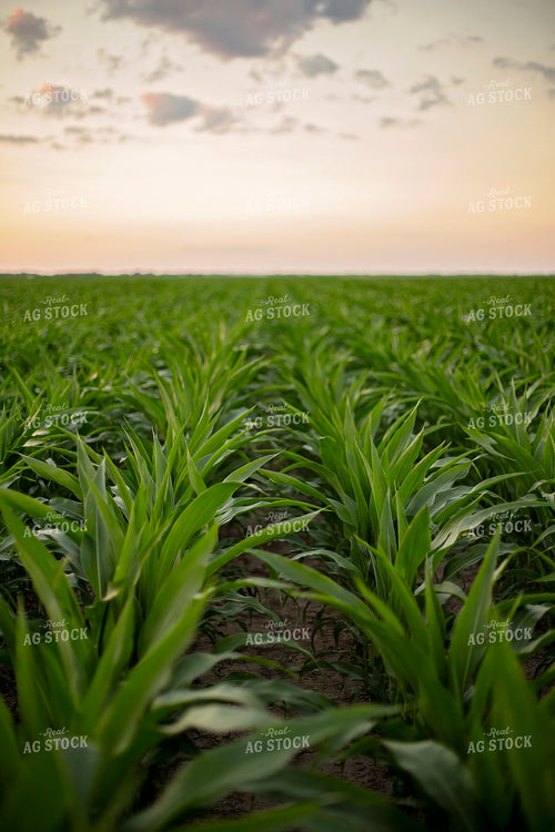 Mid-Season Corn 93029